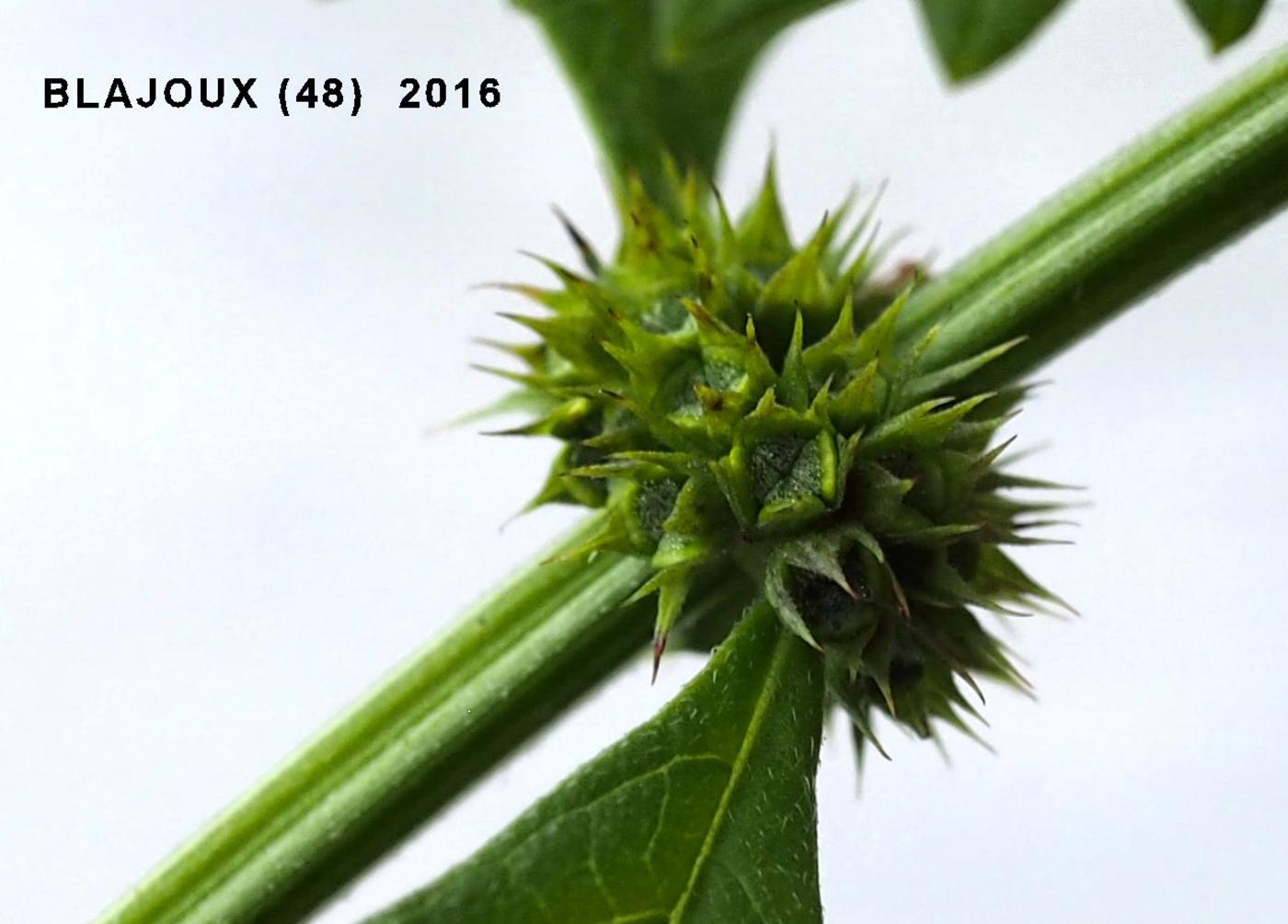 Gypsywort fruit